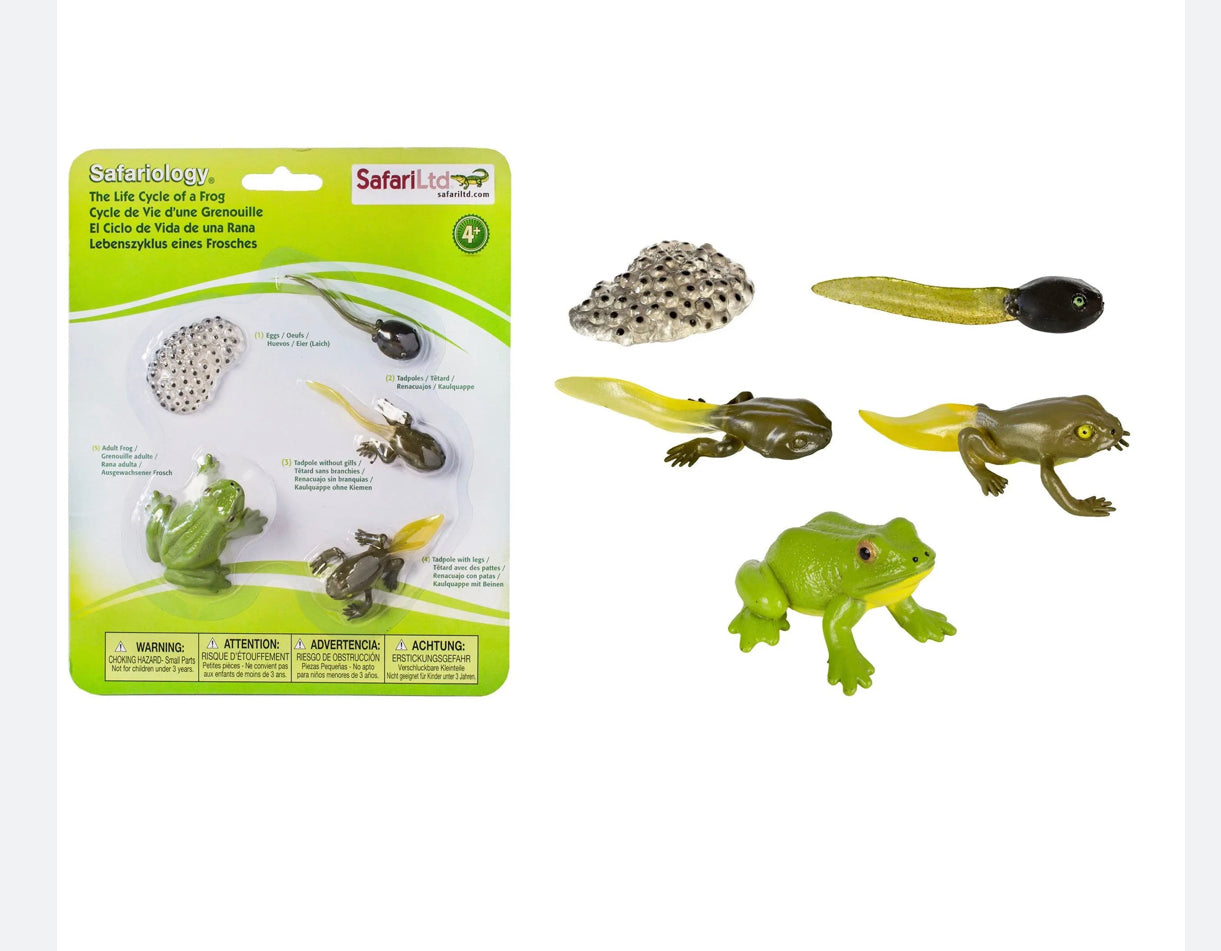 FROG LIFE CYCLE MODEL