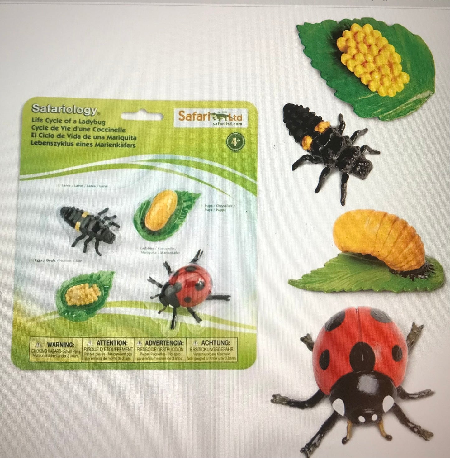 LADYBUG LIFE CYCLE MODEL