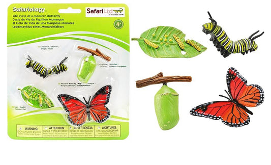 BUTTERFLY LIFE CYCLE MODEL