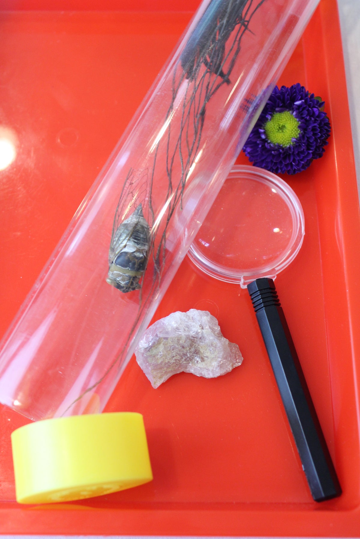 OBSERVATION TUBE – funsciencekits.com